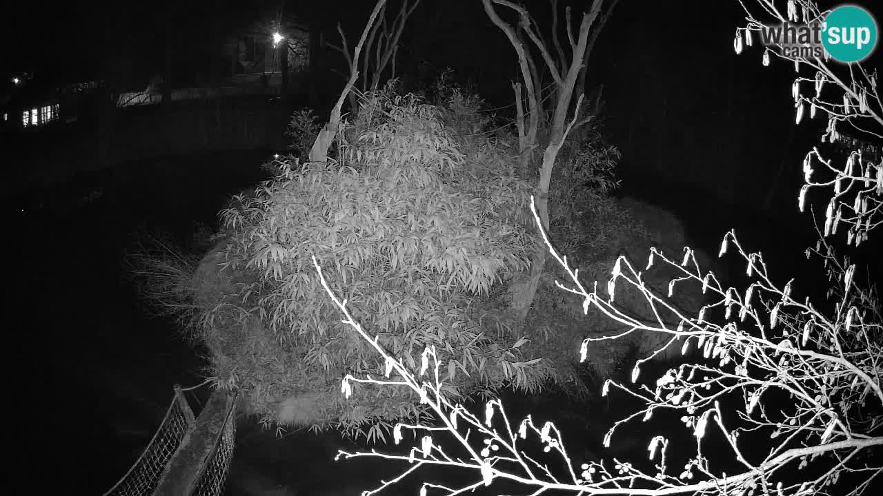 Yellow-cheeked gibbon Zoo Ljubljana livecam