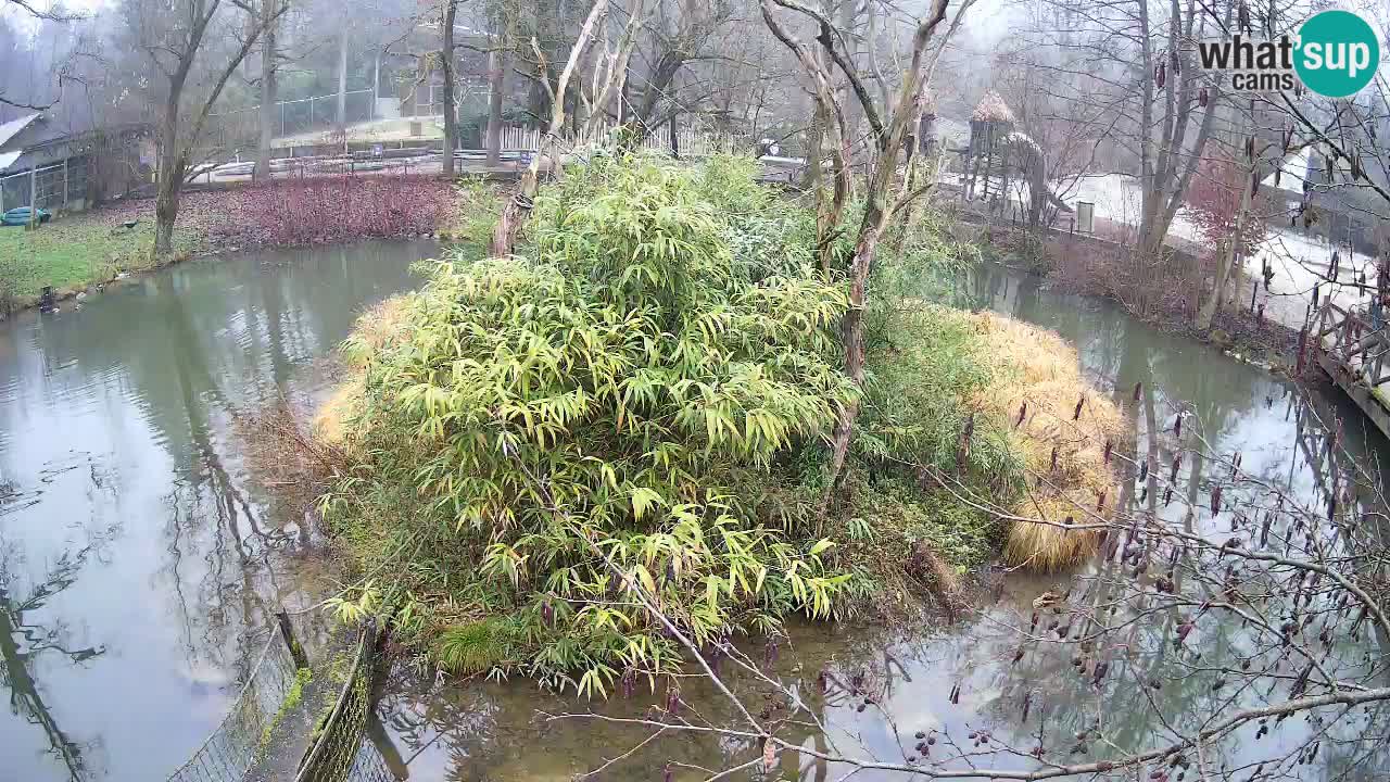 Yellow-cheeked gibbon Zoo Ljubljana livecam