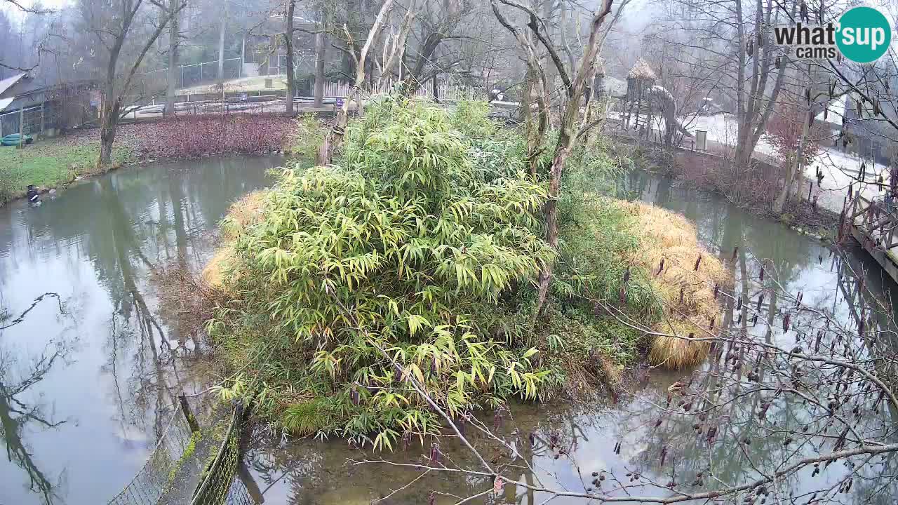 Gibón de mejillas beige Zoo Ljubljana