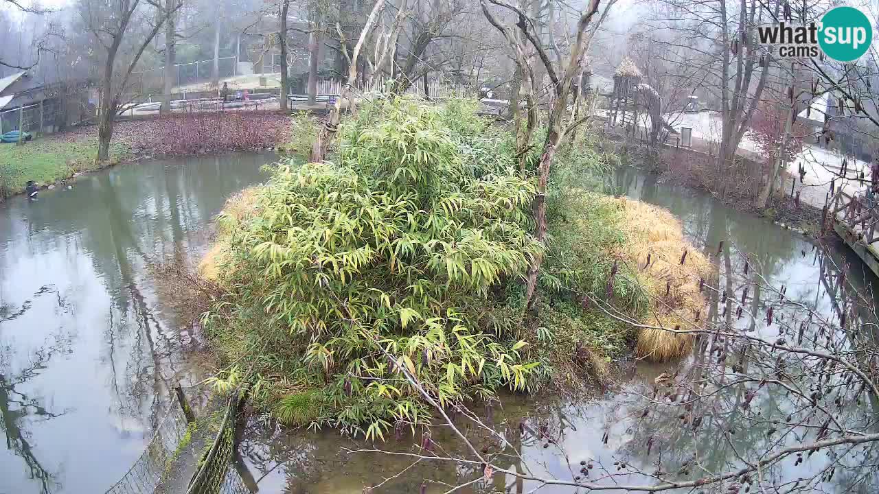 Gibbon à joues jaunes Zoo Ljubljana live cam