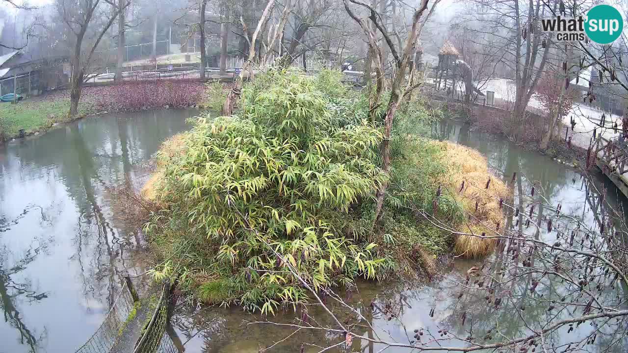 Gibbone dalle guance rosa nello ZOO di Ljubljana