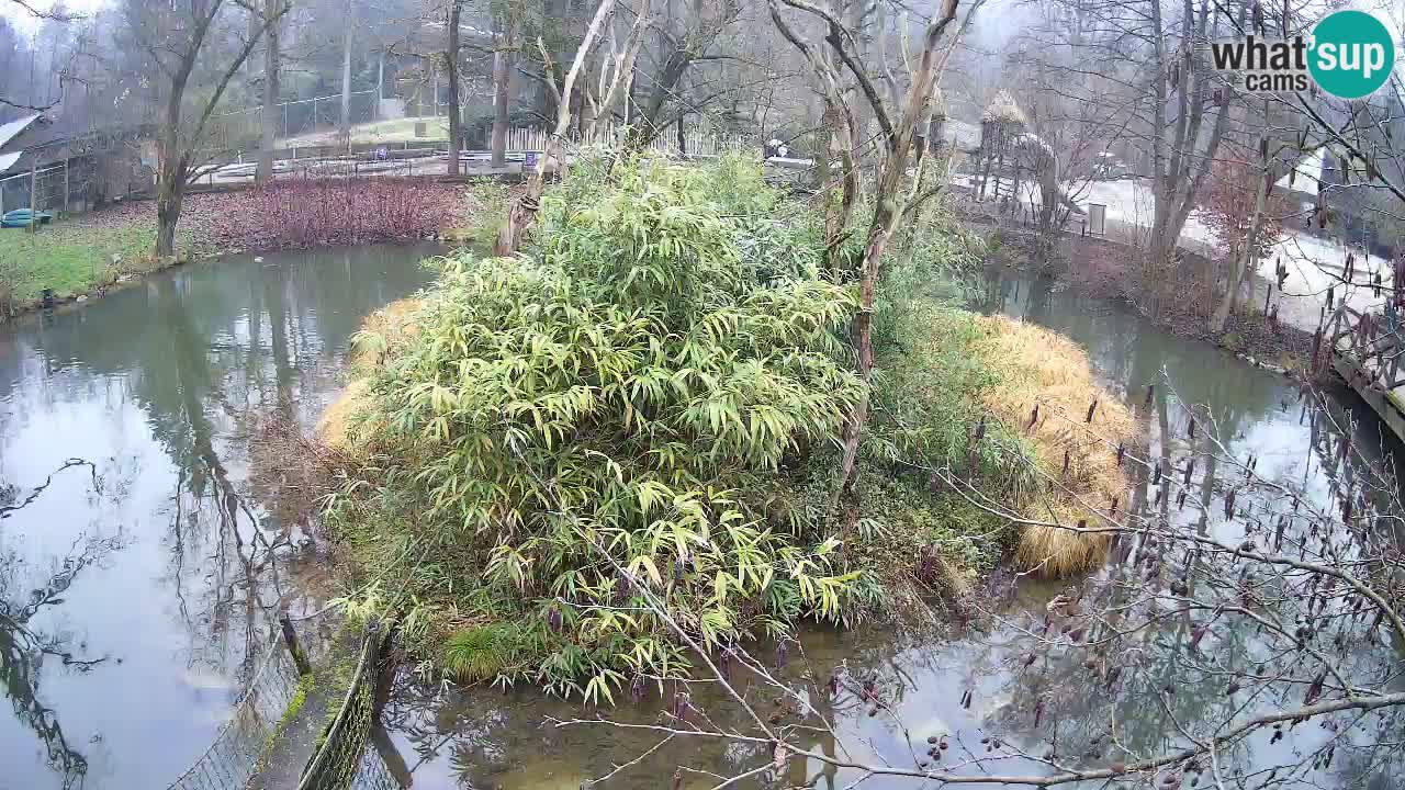 Gibbon à joues jaunes Zoo Ljubljana live cam