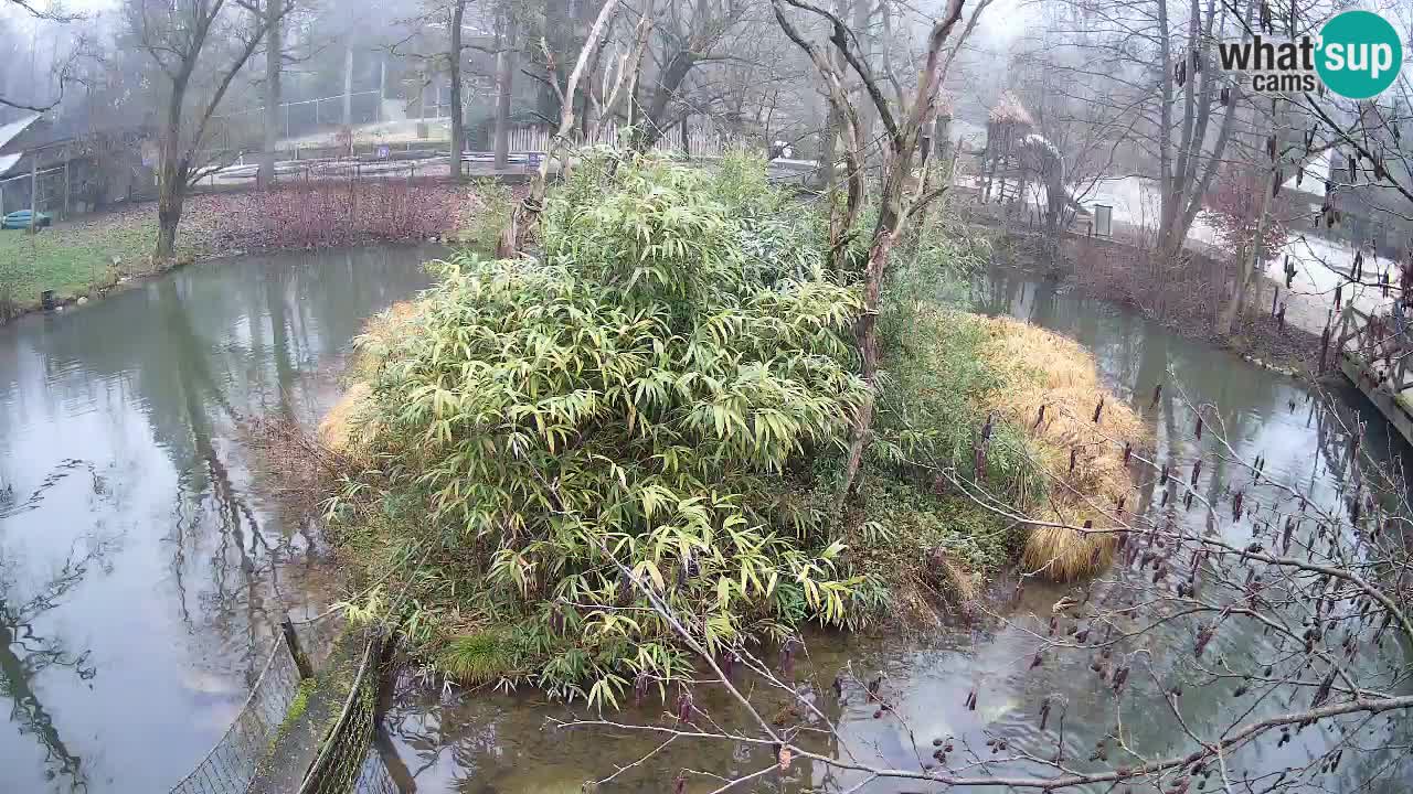 Gibon – Nomascus gabriellae – Zoo Ljubljana web kamera