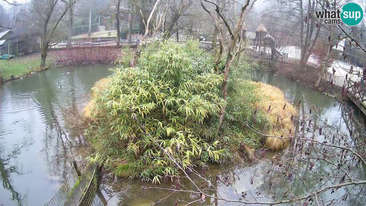 Gibbon à joues jaunes Zoo Ljubljana live cam
