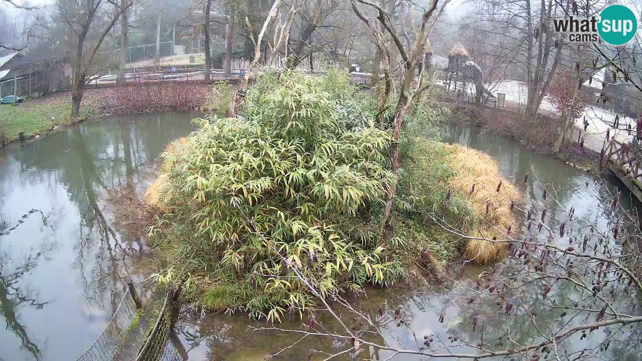 Zlatolični gibon živalski vrt Ljubljana