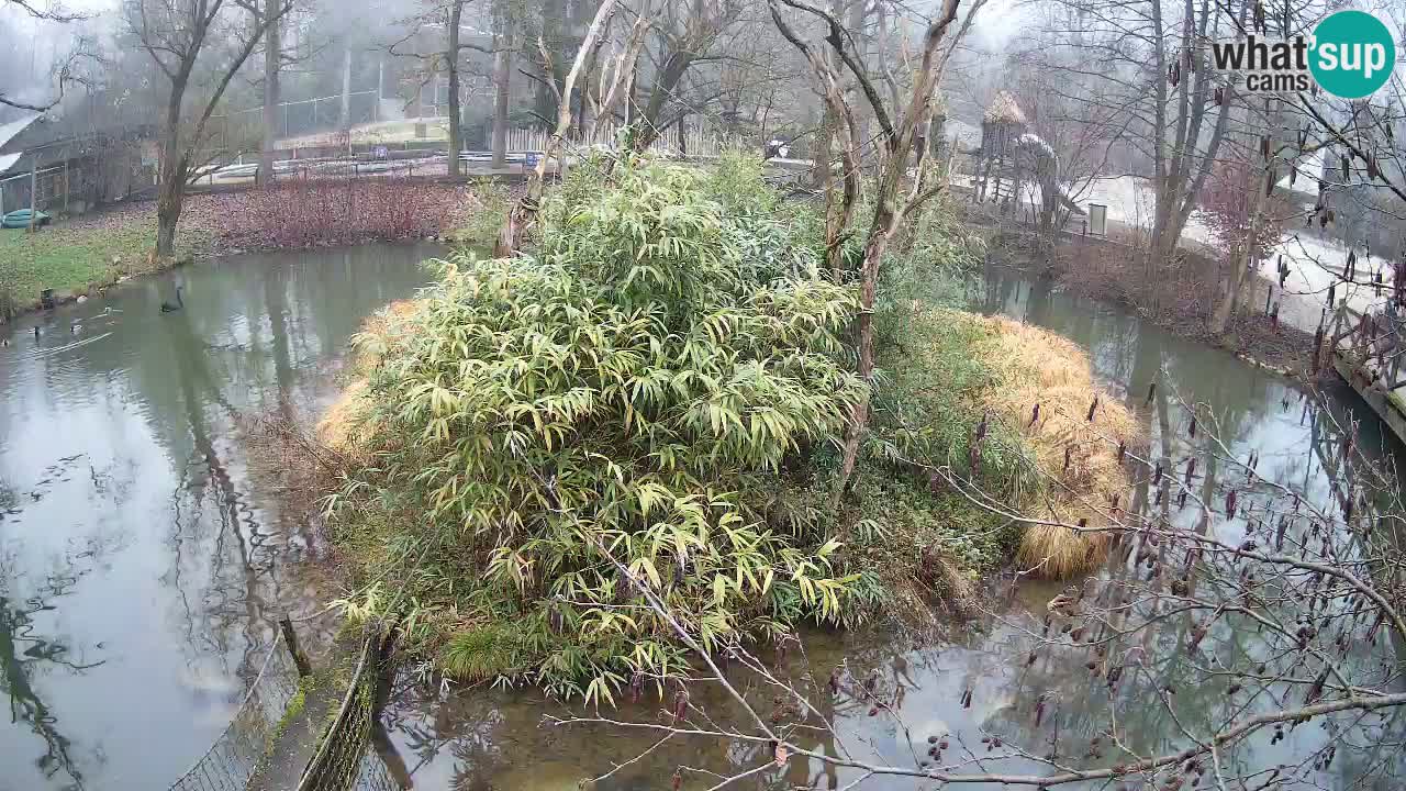 Südlicher Gelbwangen-Schopfgibbon Zoo Ljubljana webcam