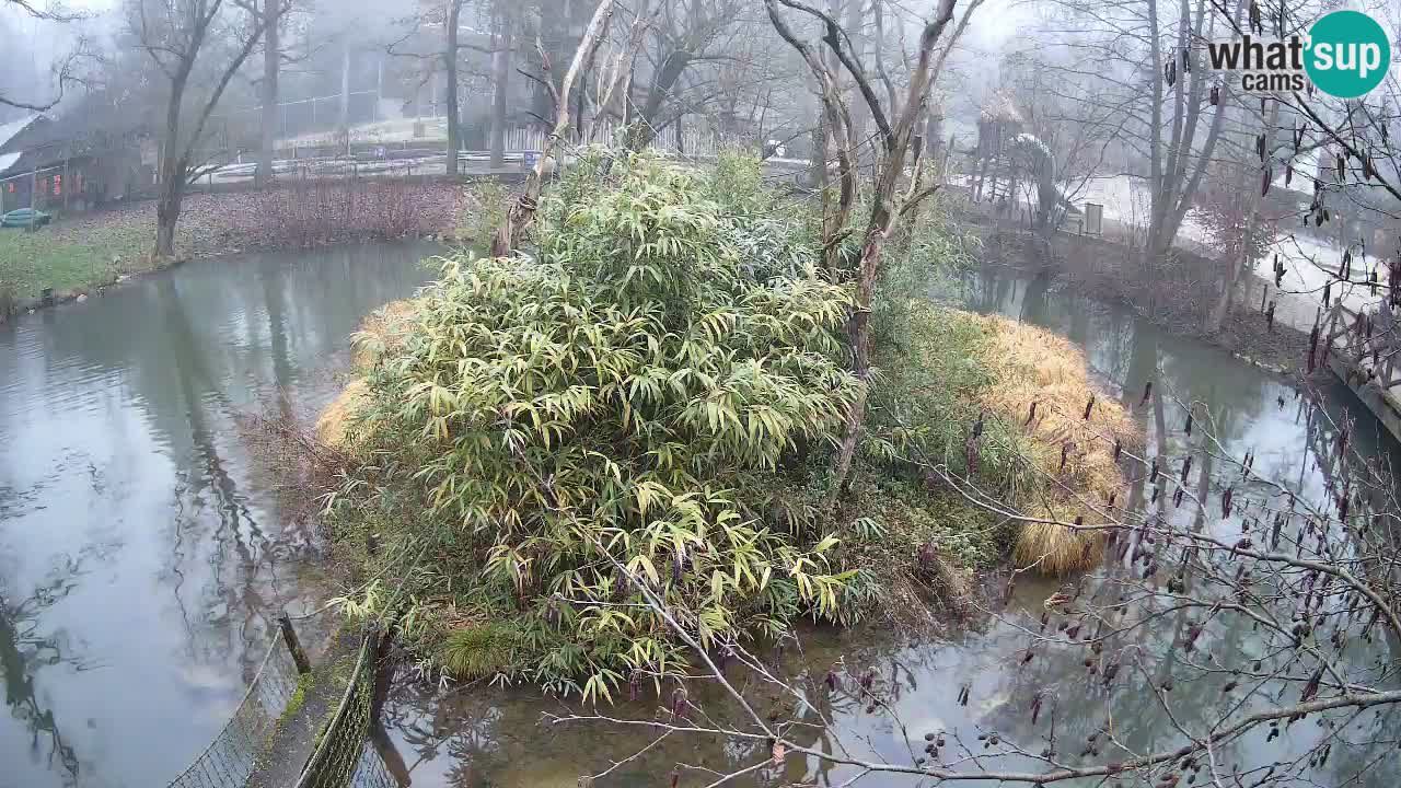 Gibbon à joues jaunes Zoo Ljubljana live cam