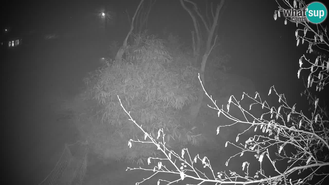 Zlatolični gibon živalski vrt Ljubljana