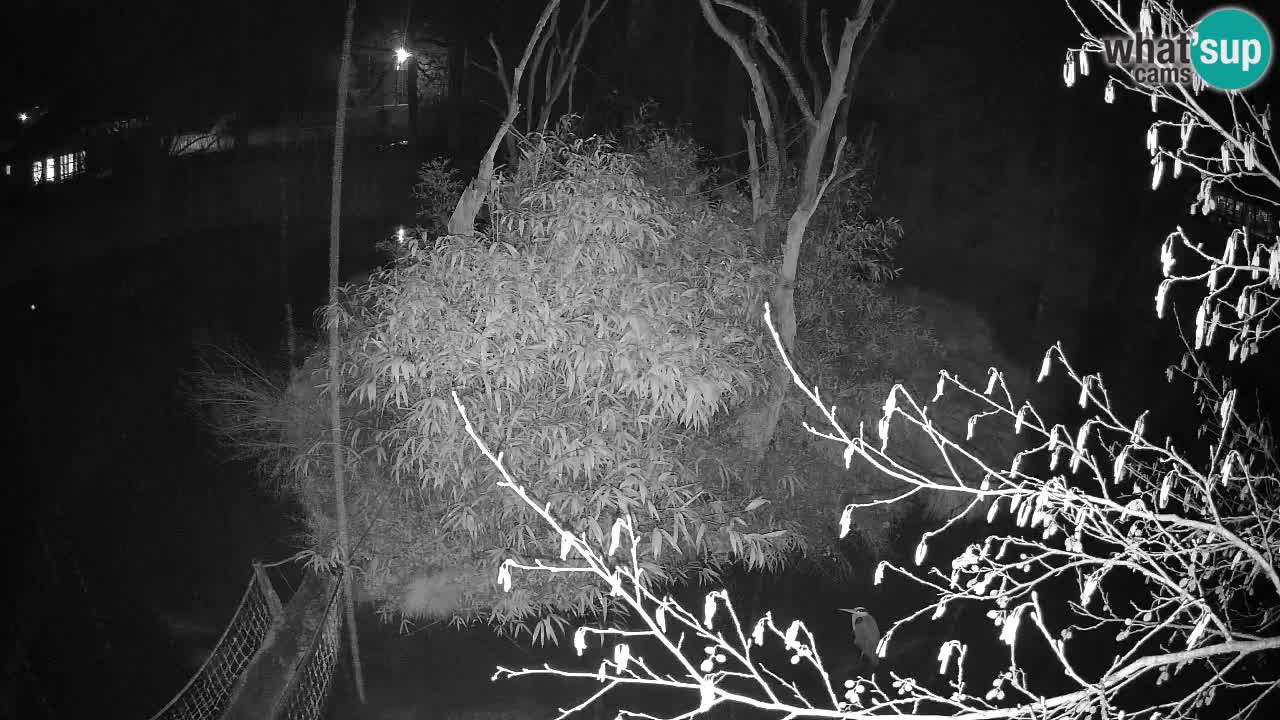 Gibbon à joues jaunes Zoo Ljubljana live cam