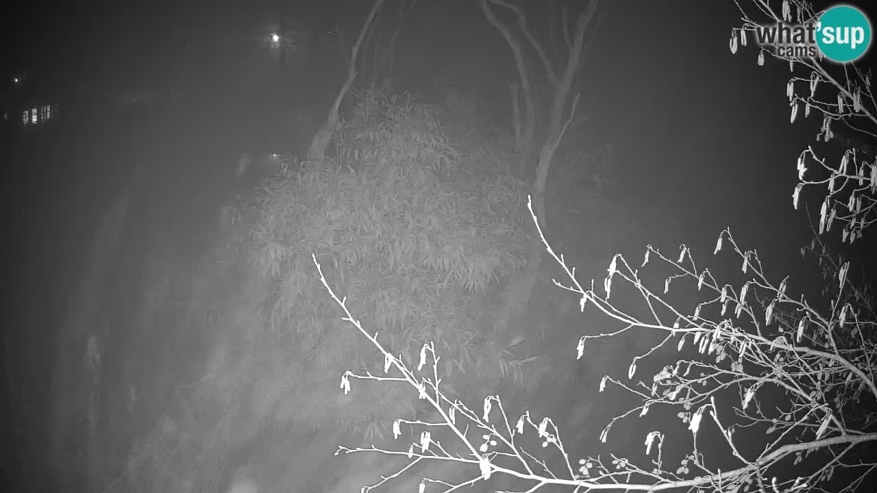 Gibón de mejillas beige Zoo Ljubljana