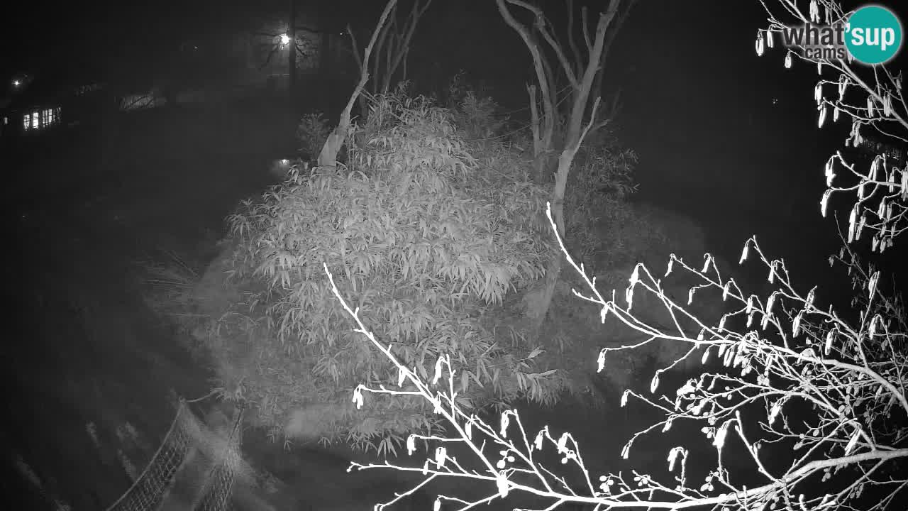 Gibon – Nomascus gabriellae – Zoo Ljubljana web kamera