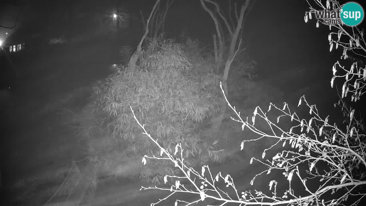 Yellow-cheeked gibbon Zoo Ljubljana livecam