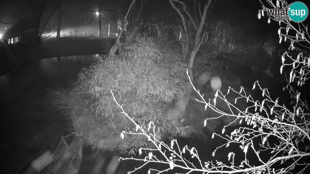 Gibbon à joues jaunes Zoo Ljubljana live cam