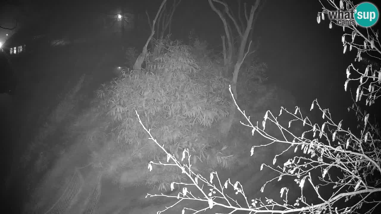 Gibbon à joues jaunes Zoo Ljubljana live cam