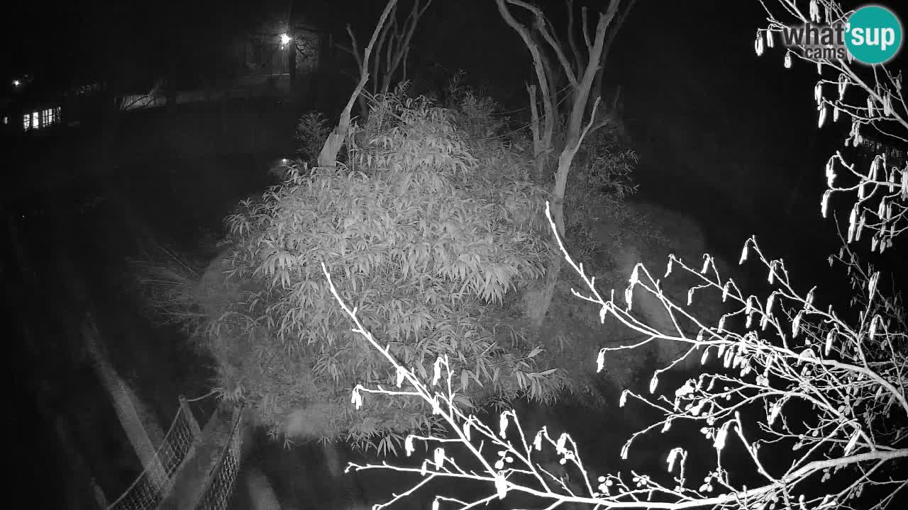 Gibon – Nomascus gabriellae – Zoo Ljubljana web kamera