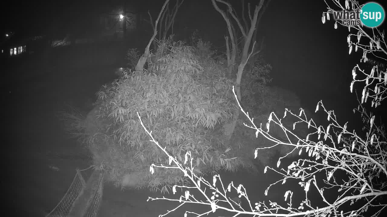 Gibbone dalle guance rosa nello ZOO di Ljubljana