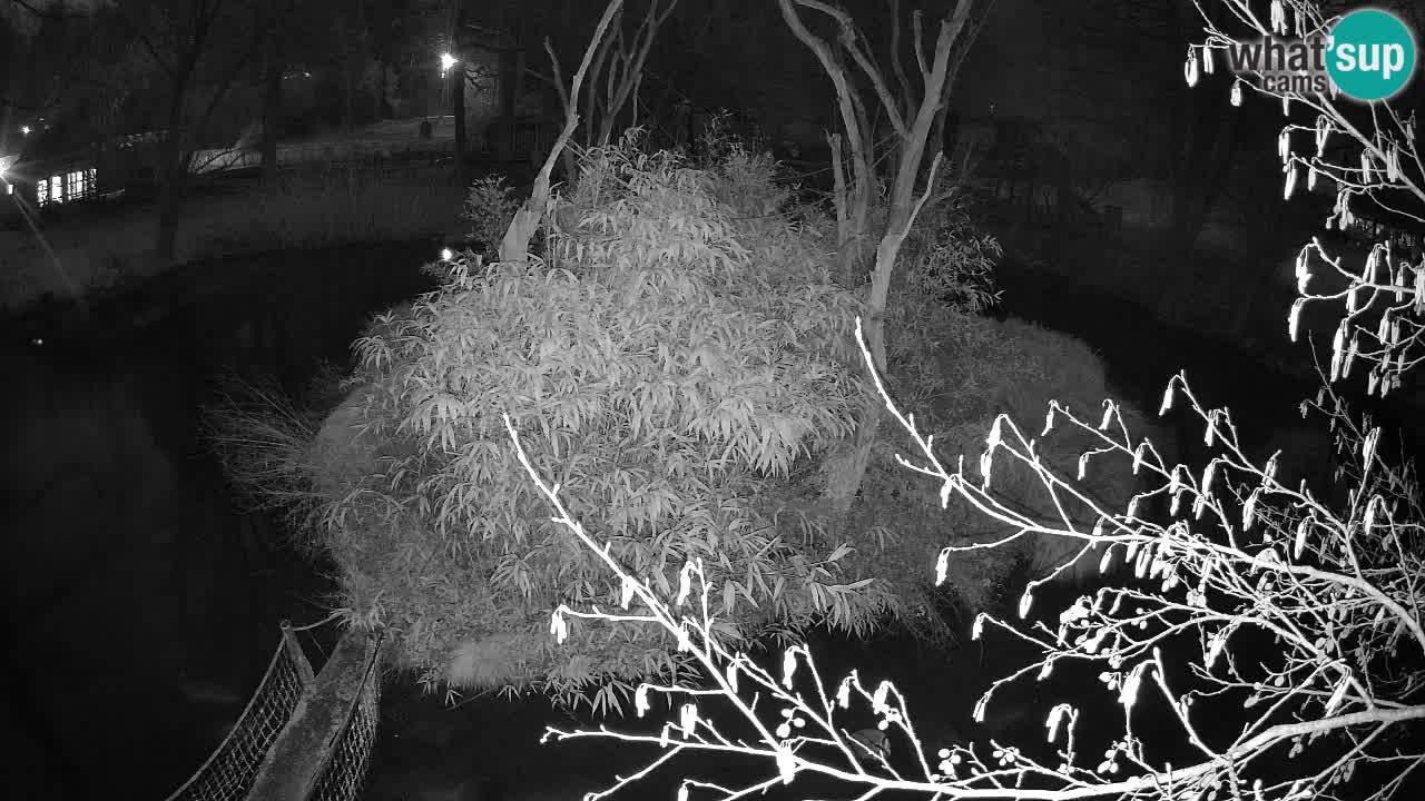 Gibon – Nomascus gabriellae – Zoo Ljubljana web kamera