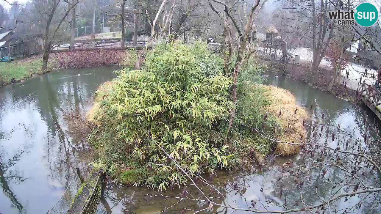 Yellow-cheeked gibbon Zoo Ljubljana livecam