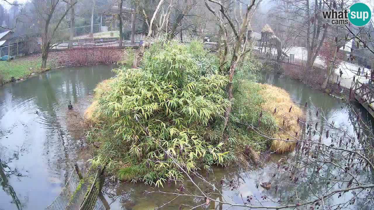 Südlicher Gelbwangen-Schopfgibbon Zoo Ljubljana webcam