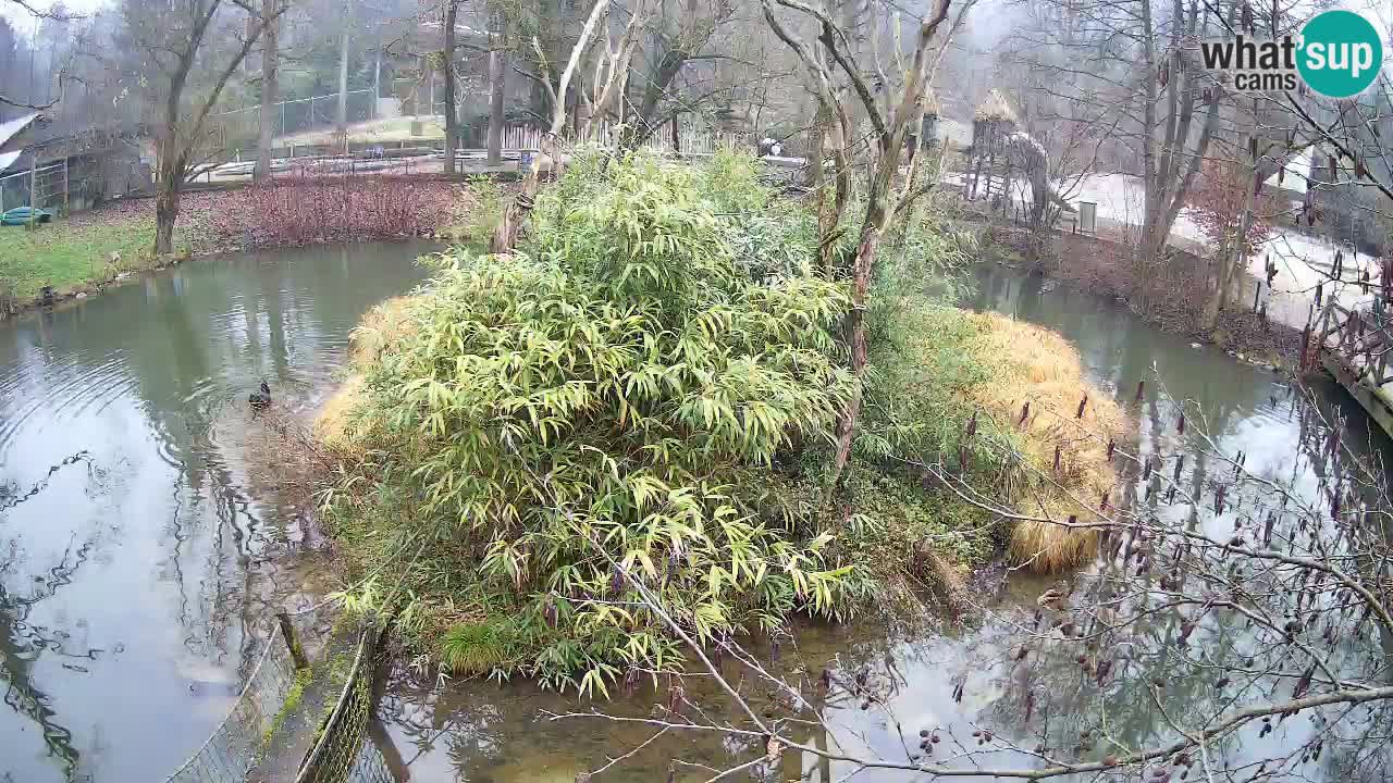 Gibon – Nomascus gabriellae – Zoo Ljubljana web kamera