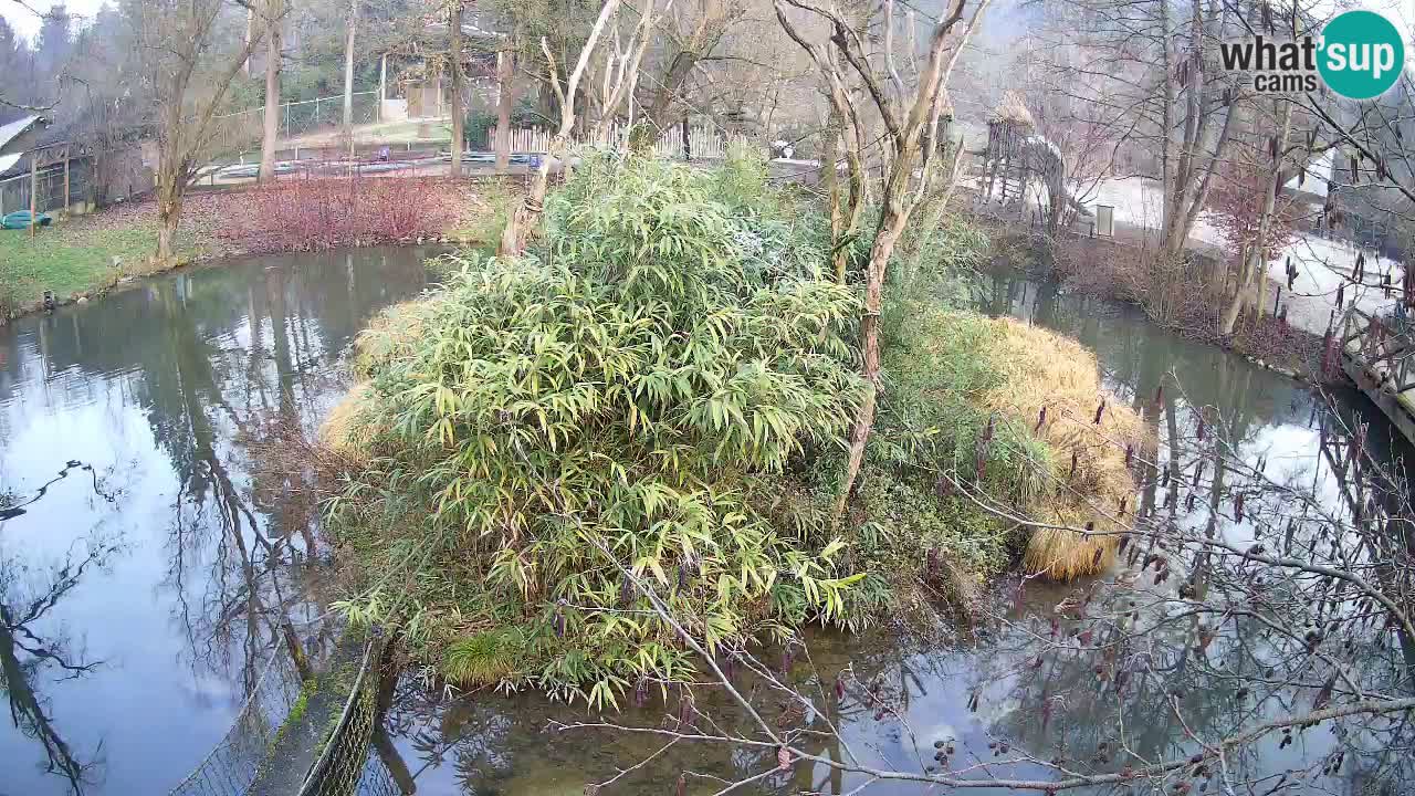 Südlicher Gelbwangen-Schopfgibbon Zoo Ljubljana webcam