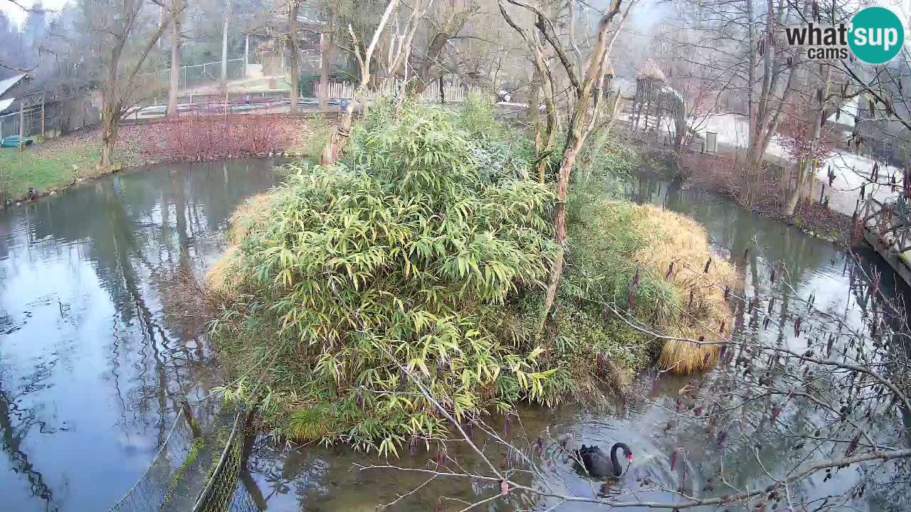 Gibon – Nomascus gabriellae – Zoo Ljubljana web kamera