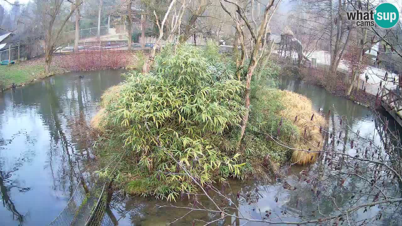 Gibbone dalle guance rosa nello ZOO di Ljubljana