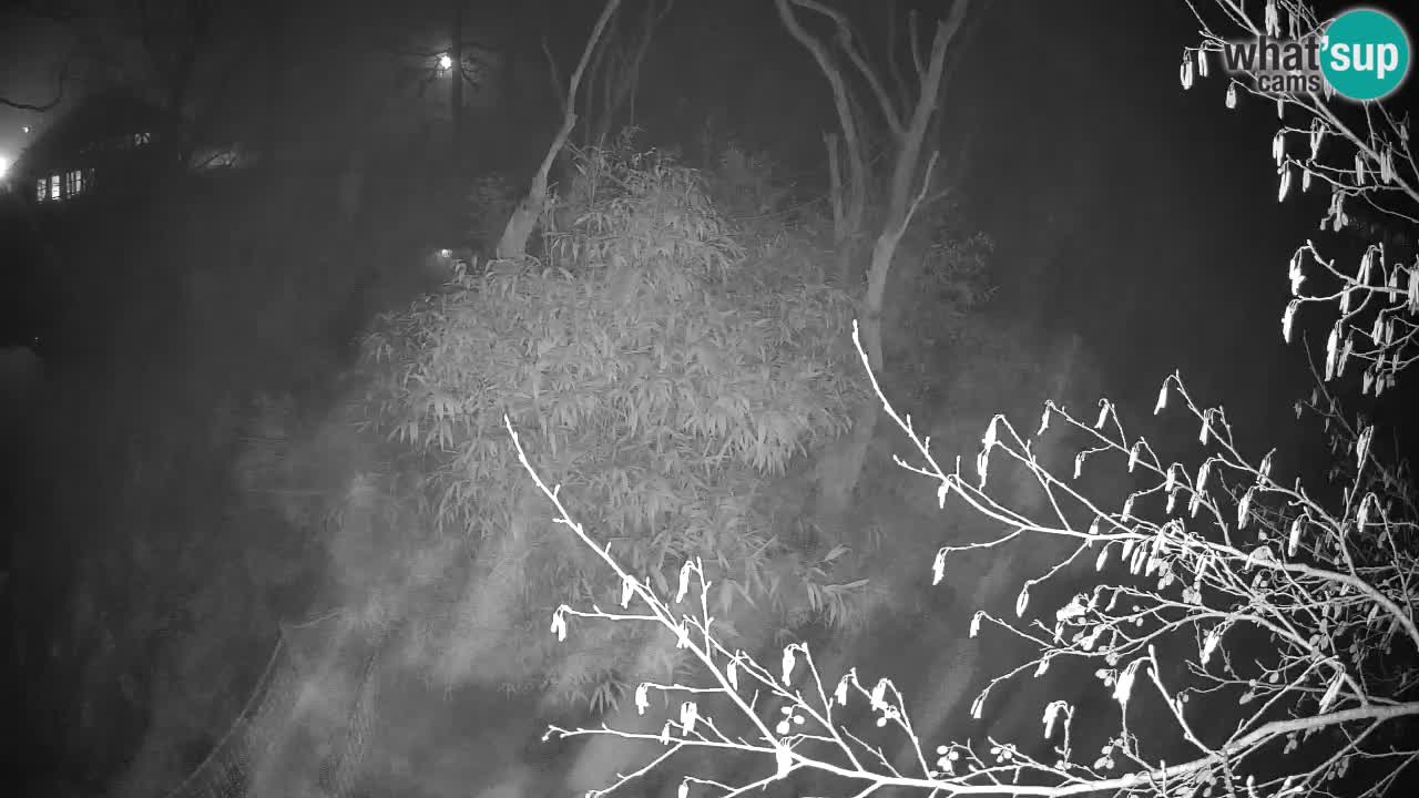 Südlicher Gelbwangen-Schopfgibbon Zoo Ljubljana webcam