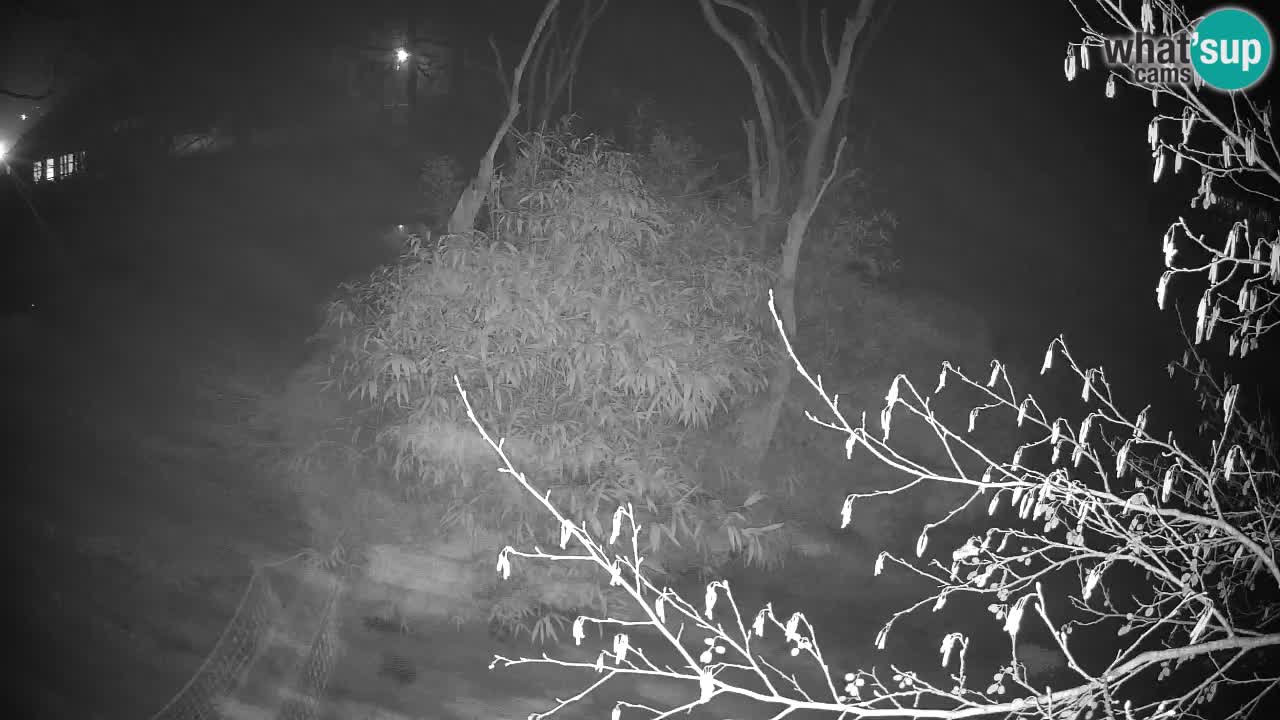 Gibon – Nomascus gabriellae – Zoo Ljubljana web kamera