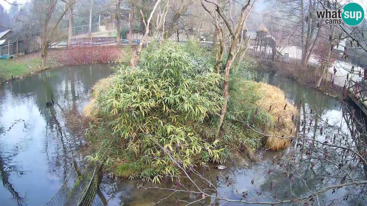 Gibon – Nomascus gabriellae – Zoo Ljubljana web kamera
