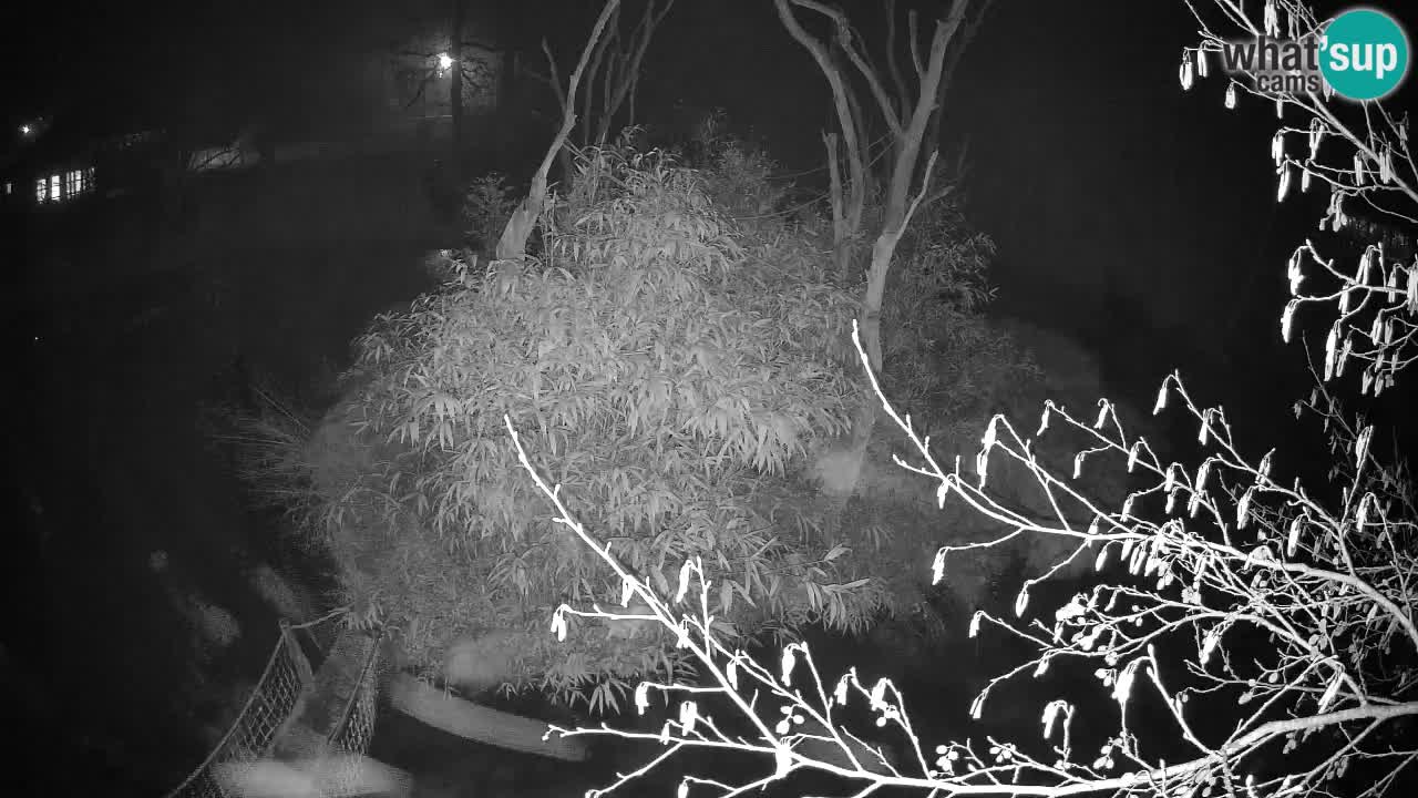 Gibon – Nomascus gabriellae – Zoo Ljubljana web kamera