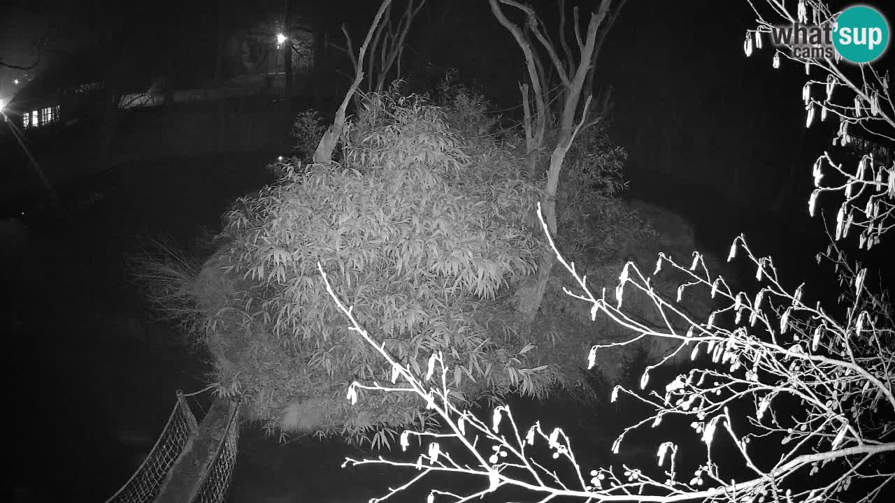 Gibbon à joues jaunes Zoo Ljubljana live cam