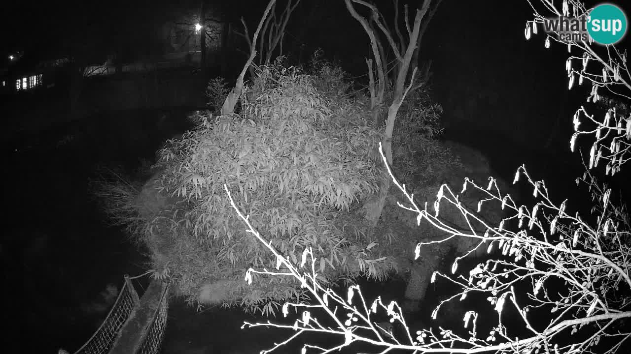 Yellow-cheeked gibbon Zoo Ljubljana livecam