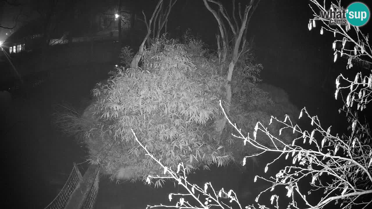 Yellow-cheeked gibbon Zoo Ljubljana livecam