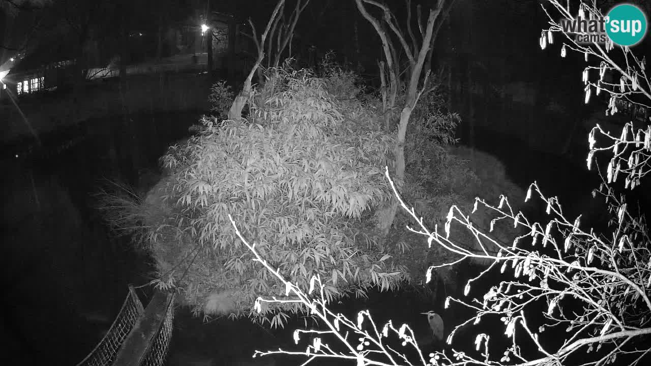 Yellow-cheeked gibbon Zoo Ljubljana livecam