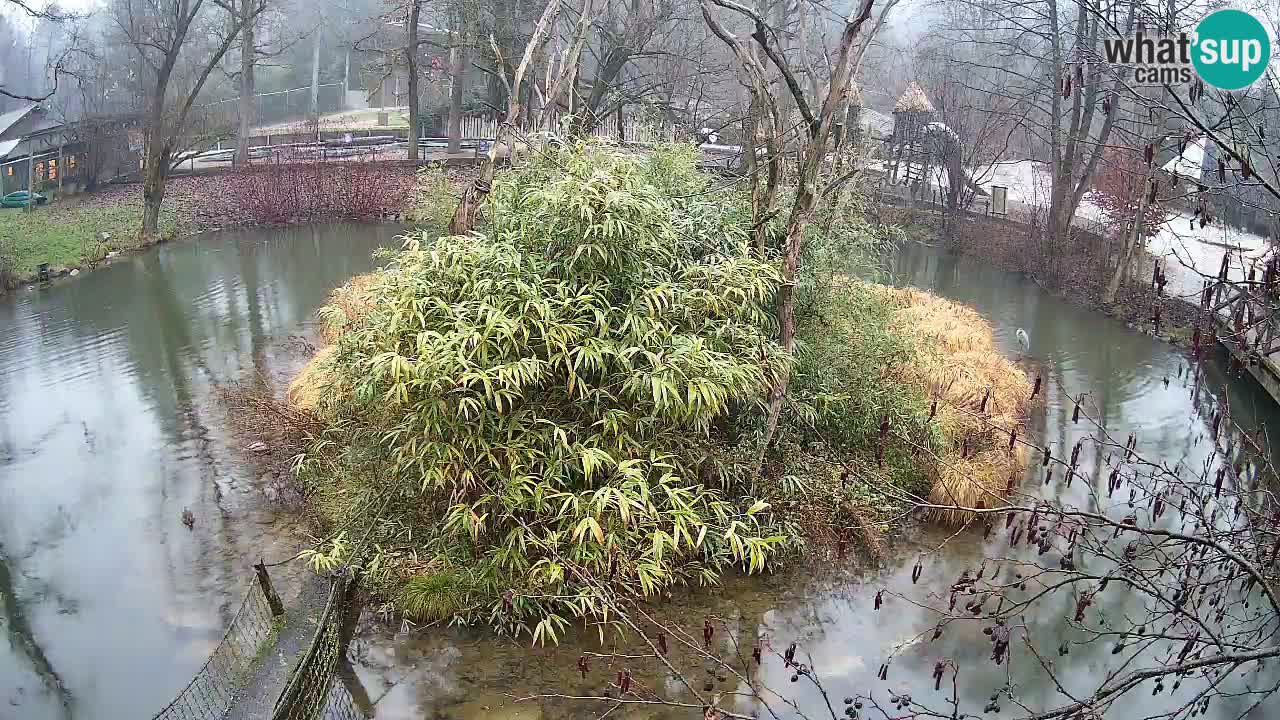 Zlatolični gibon živalski vrt Ljubljana