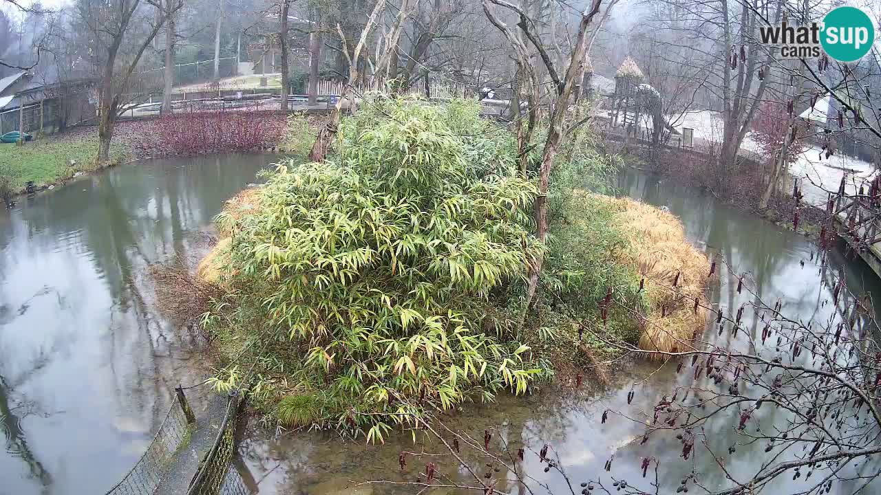 Südlicher Gelbwangen-Schopfgibbon Zoo Ljubljana webcam