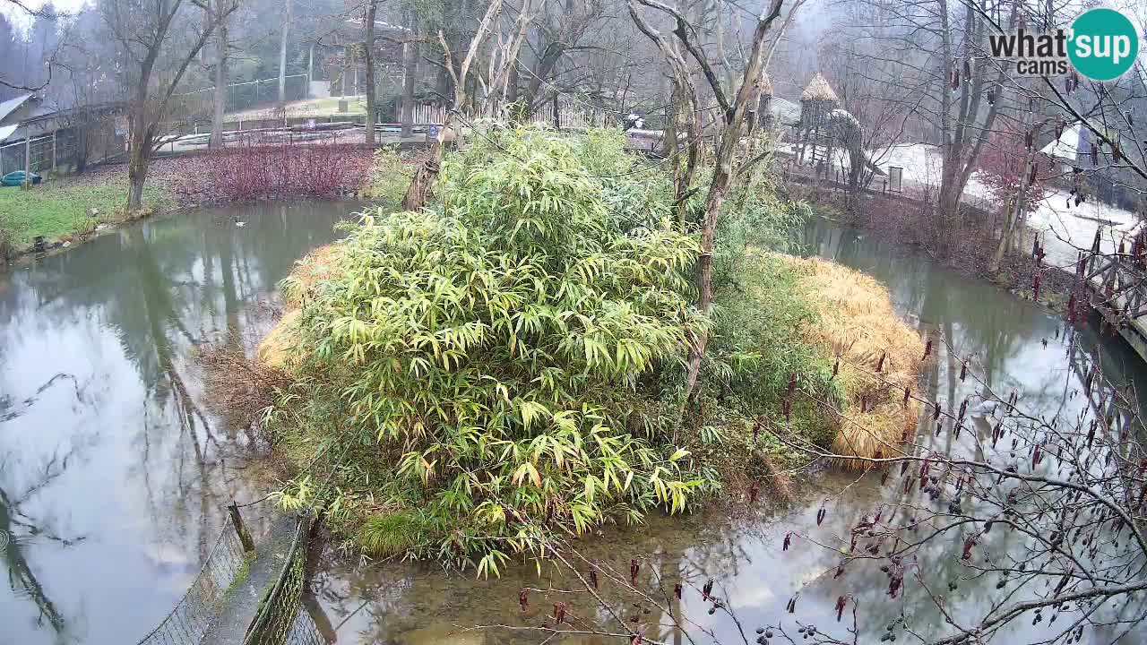 Gibbon à joues jaunes Zoo Ljubljana live cam