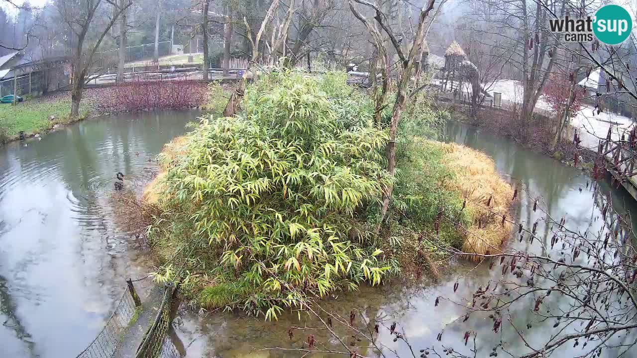 Gibon – Nomascus gabriellae – Zoo Ljubljana web kamera