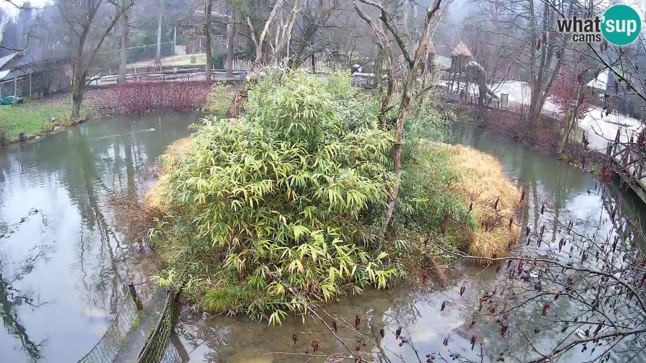 Gibbon à joues jaunes Zoo Ljubljana live cam