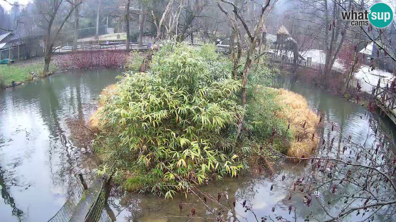 Gibon – Nomascus gabriellae – Zoo Ljubljana web kamera