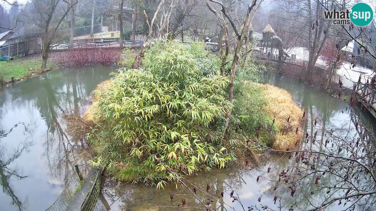 Gibbone dalle guance rosa nello ZOO di Ljubljana