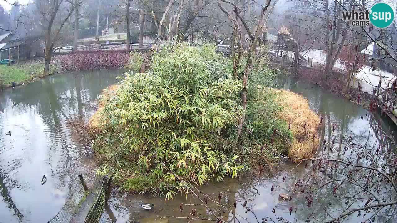 Gibon – Nomascus gabriellae – Zoo Ljubljana web kamera