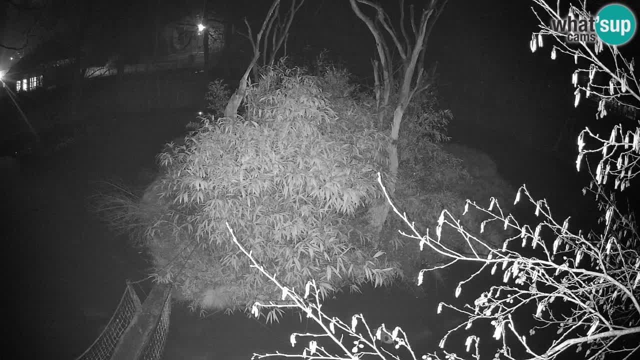 Südlicher Gelbwangen-Schopfgibbon Zoo Ljubljana webcam