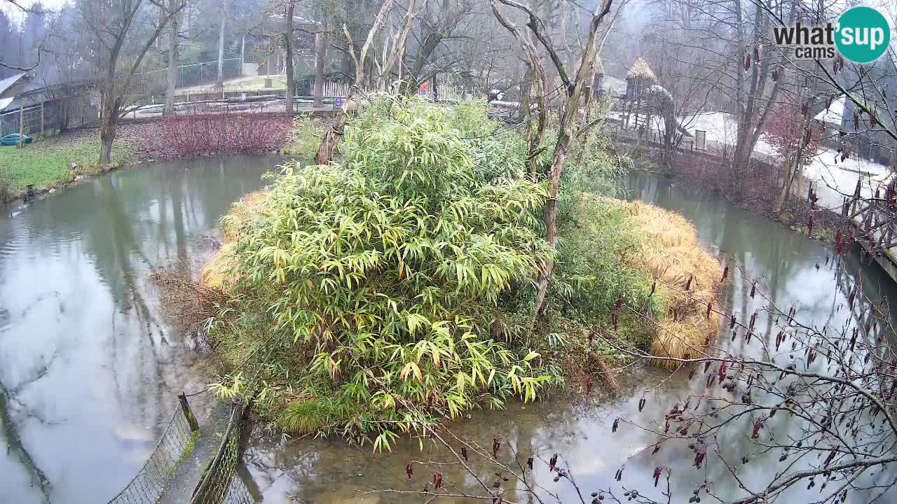 Südlicher Gelbwangen-Schopfgibbon Zoo Ljubljana webcam