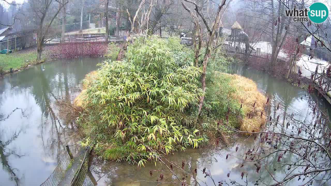 Gibbone dalle guance rosa nello ZOO di Ljubljana
