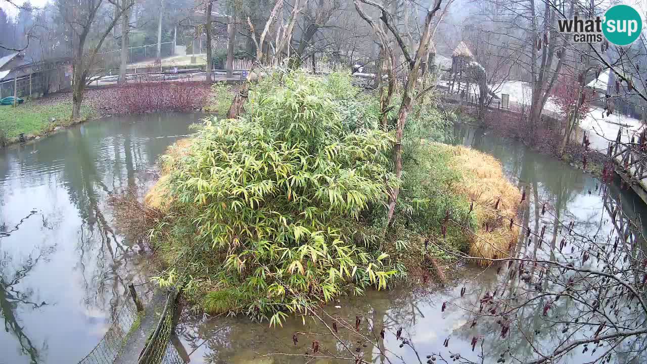 Gibbon à joues jaunes Zoo Ljubljana live cam