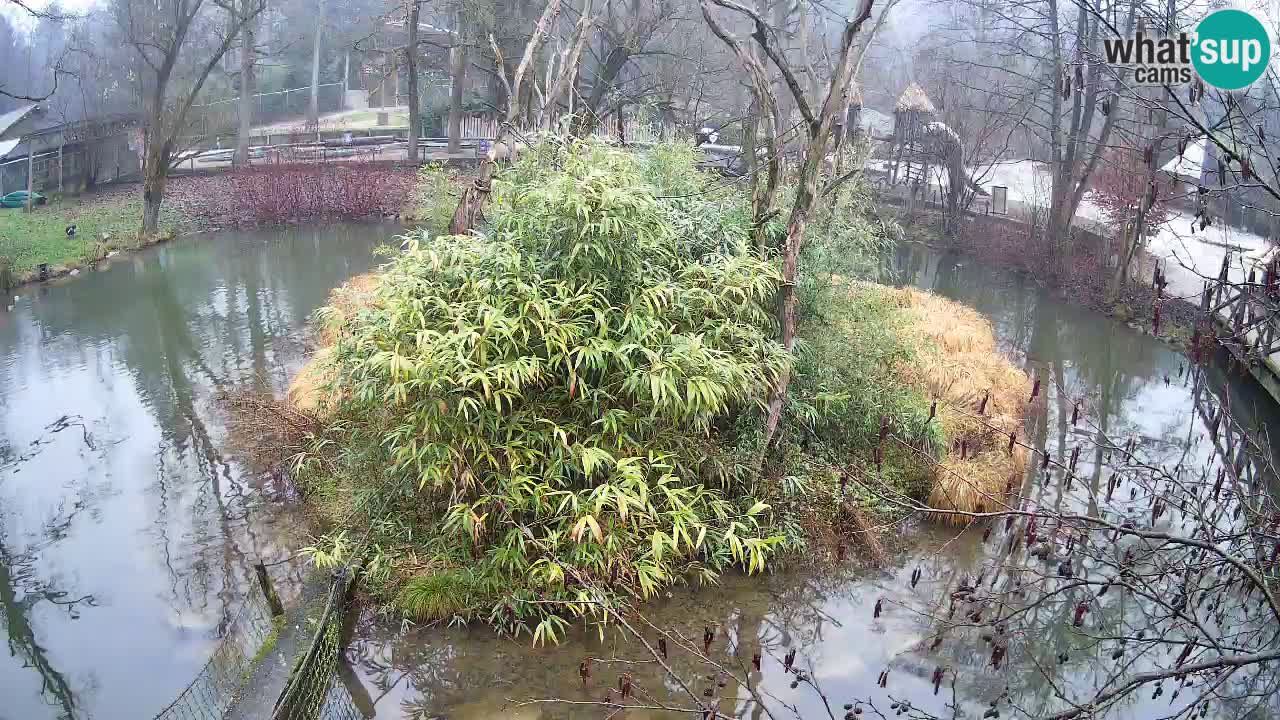 Gibbone dalle guance rosa nello ZOO di Ljubljana