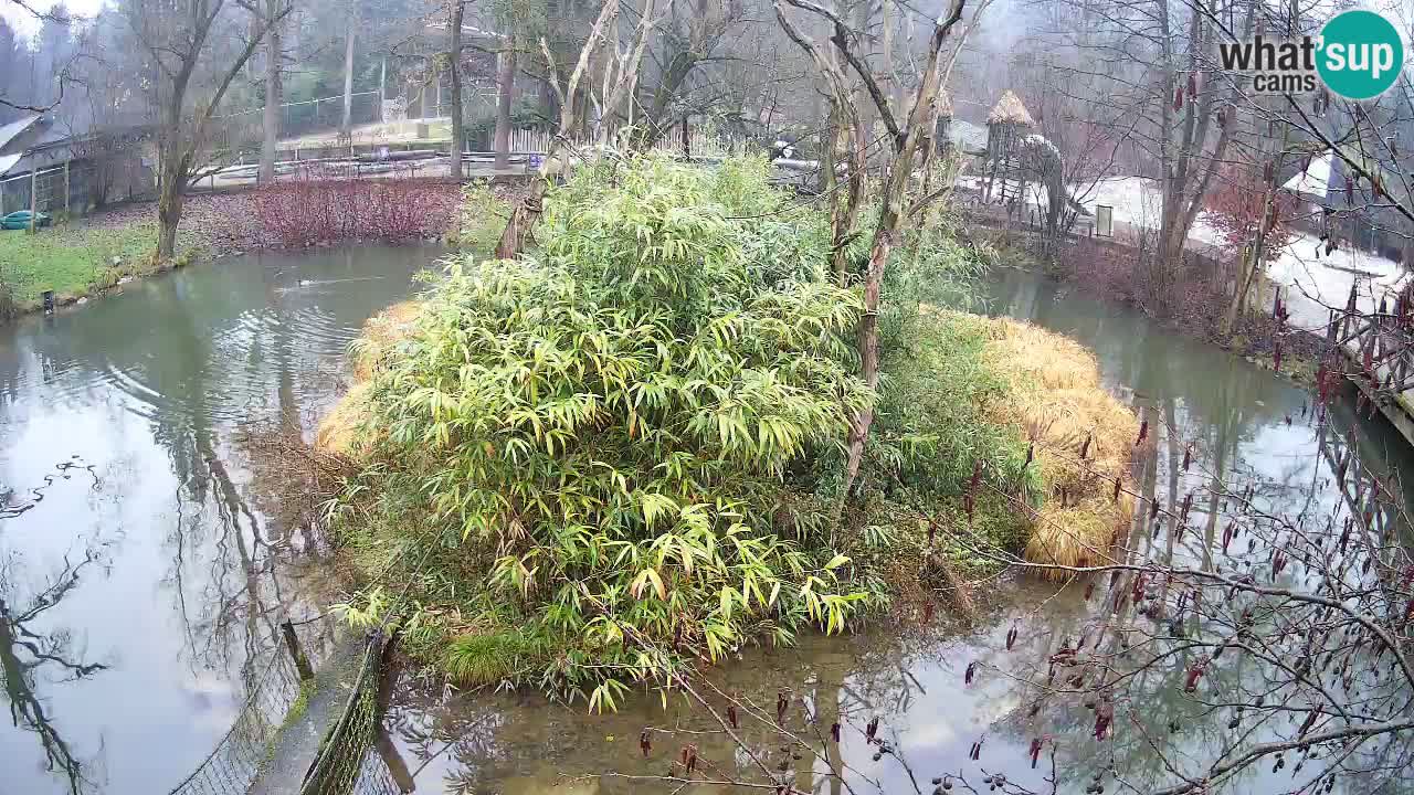 Gibon – Nomascus gabriellae – Zoo Ljubljana web kamera