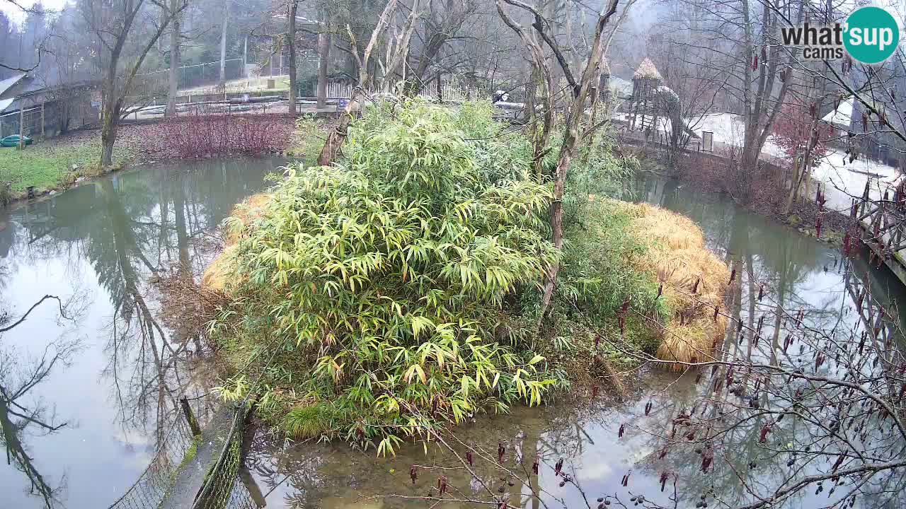 Gibbon à joues jaunes Zoo Ljubljana live cam